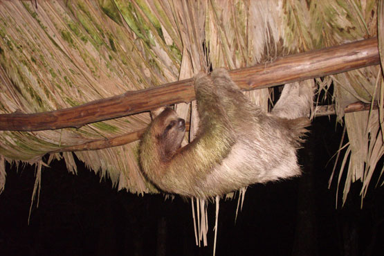 Tortuguero