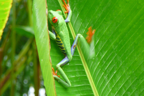 Tortuguero National Park