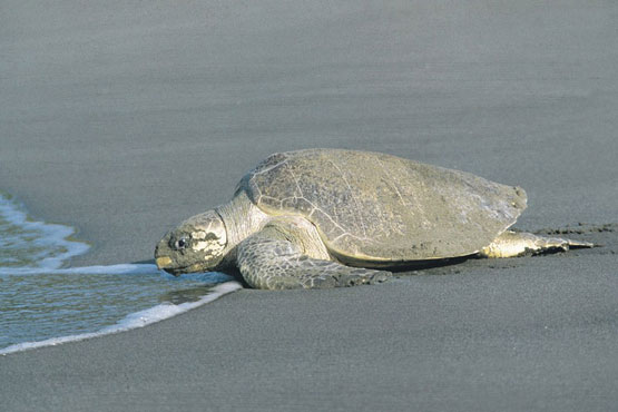 Tortuguero Canals
